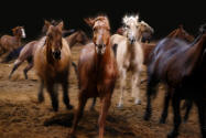Dixie Stampede Horses