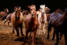 Dixie Stampede Journey West